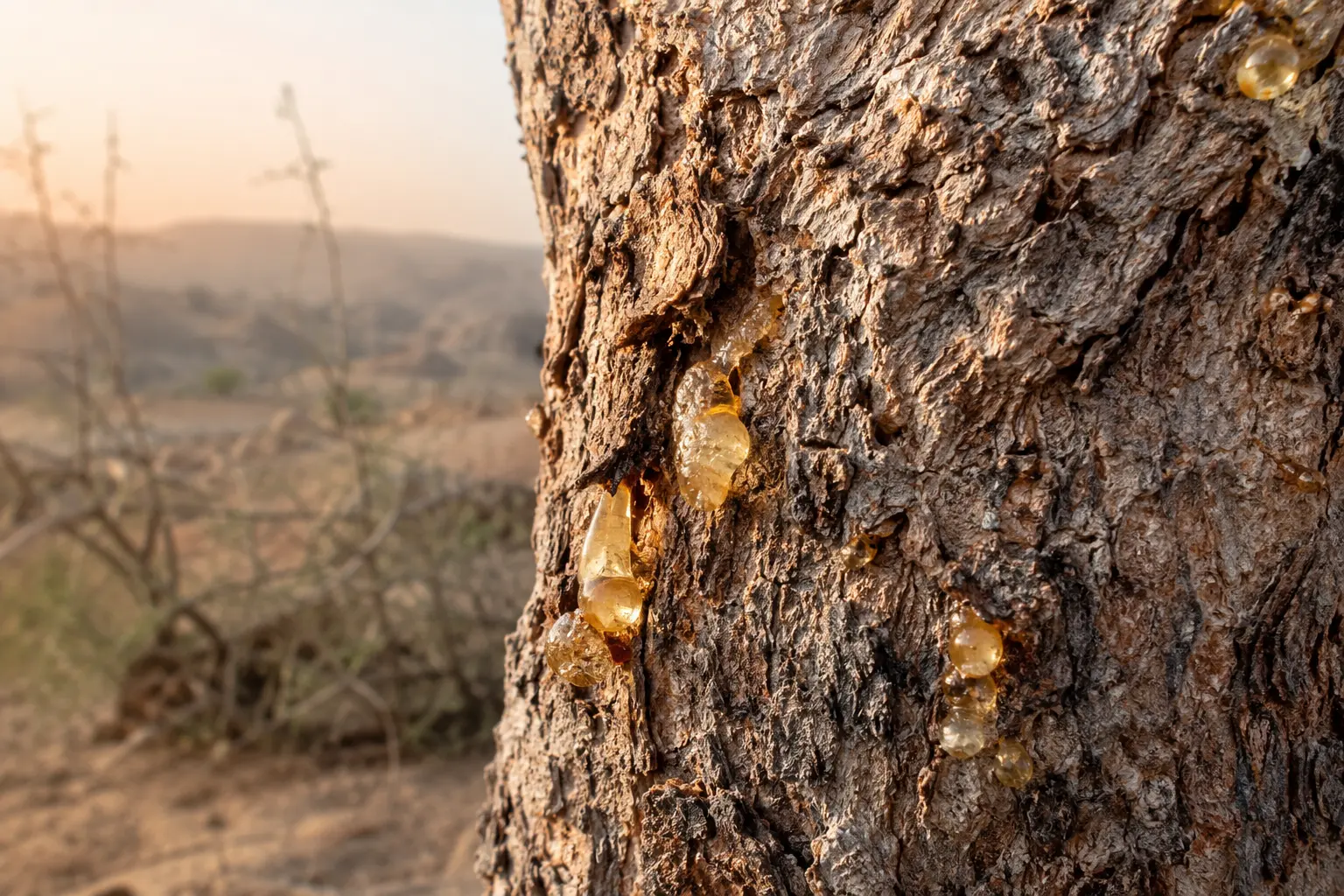 Gouttes de résine de Boswellia serrata sur l'écorce de l'arbre